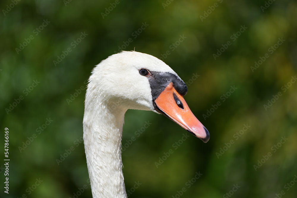 Fototapeta premium Portrait of a white swan against a green background. Bird close-up. Cygnus. 