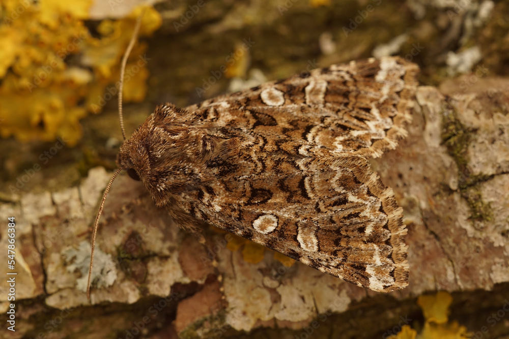 Closeup on tawny shears or pod lover owlet moth, Hadena perplexa, sitting on wood Closeup on tawny shears or pod lover owlet moth, Hadena perplexa, sitting on wood
