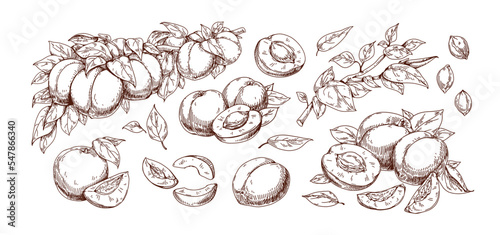Outlined engraved apricots set. Retro drawing of fruits on tree branch, pits, cut halves, slices, pieces and leaf. Etched food berries. Detailed drawn vector illustrations isolated on white background
