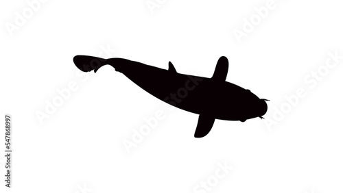 Red and white koi carp silhouette
