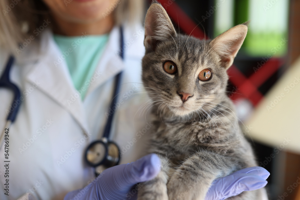 Woman veterinarian holding grey striped cat in hands