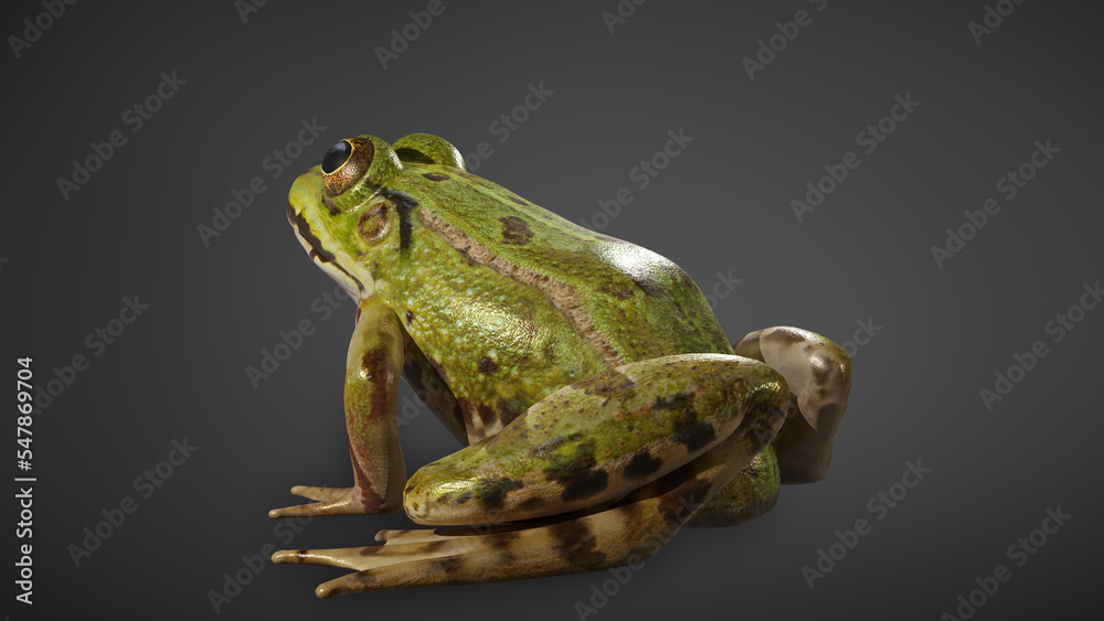 Fototapeta premium Green frog isolated on black background. 3D rendering