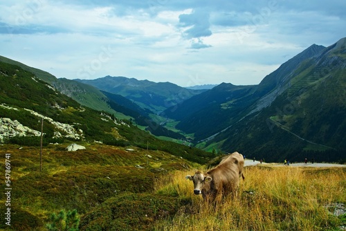 Austrian Alps - view of the mountains from the Tuxerjoch path