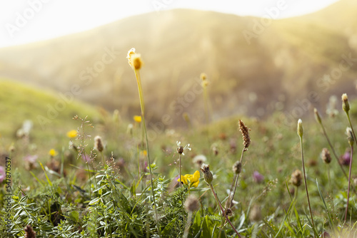 Blossom alpen meadow in golden sunbeams on sunrise on slope of mountain, closeup, blur. Idyllic nature background with green grass and flowers.