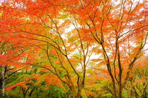 Foto 秋の紅葉の見頃風景