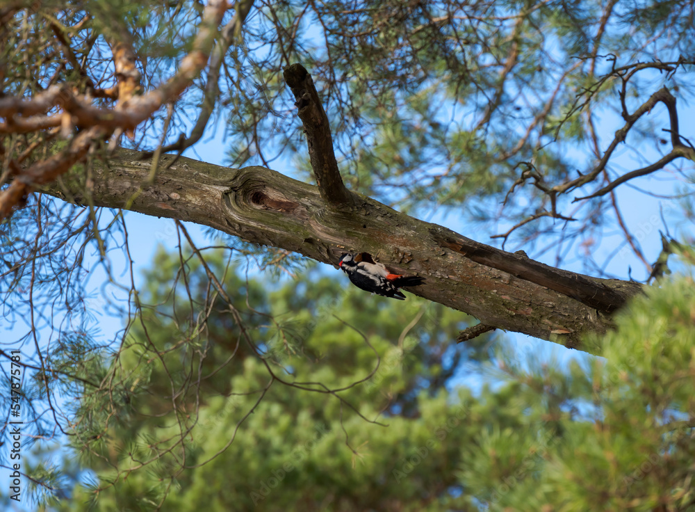 woodpecker on a pine branch foraging for food on a sunny autumn day