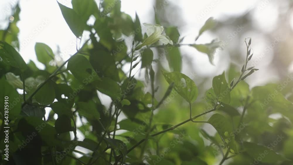 Beautiful green leaves tree branches and sunlight, low angle view, natural concept Beautiful green leaves tree branches and sunlight, low angle view, natural concept