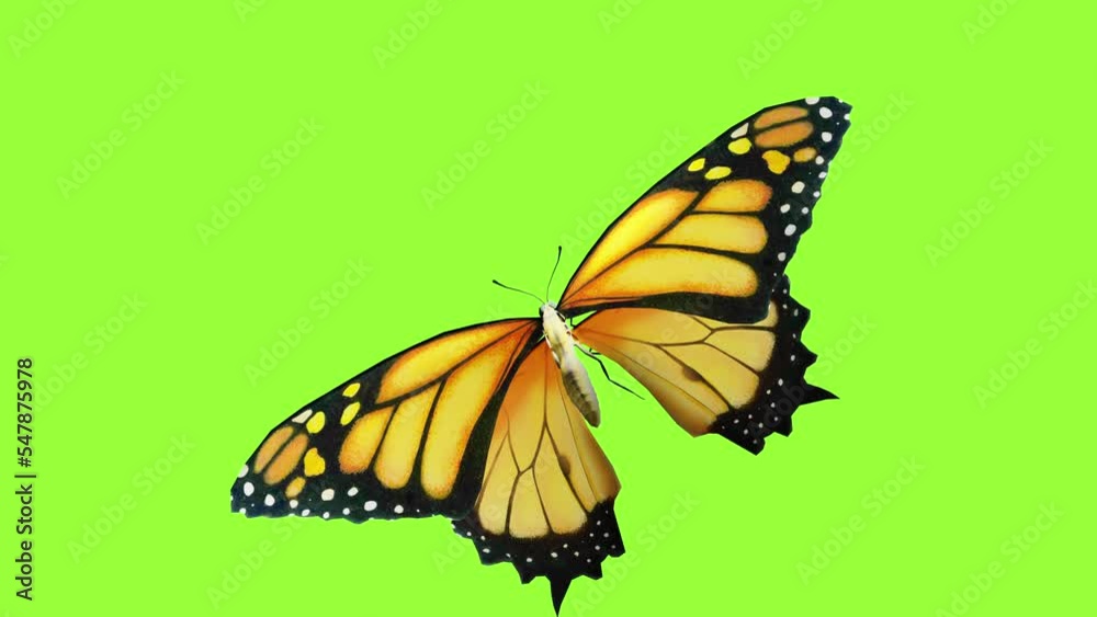 Butterfly flying Close up with green screen chroma key,  3D rendering