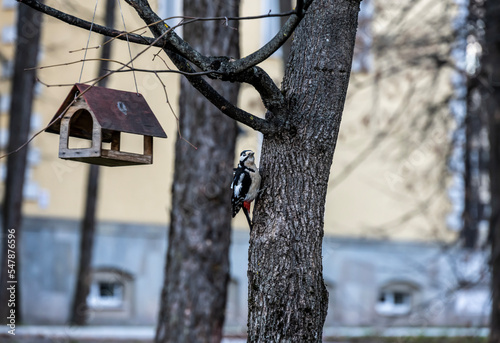 red-headed woodpecker in winter park looking for food