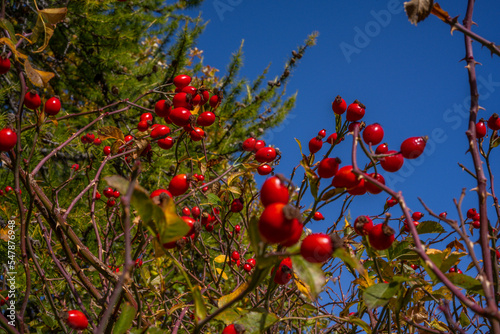 Rosehip berries on a bush in the autumn forest. Red medicinal fruits of briar.
