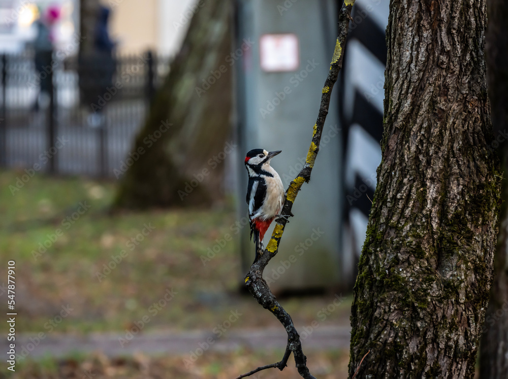 Fototapeta premium red-headed woodpecker in winter park looking for food
