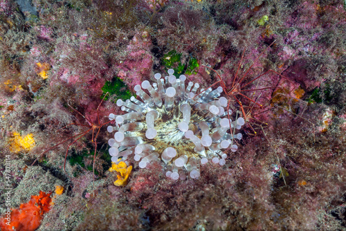 Arrow crabs (Stenorhynchus lanceolatus) crawling around club tipped anemone (Telmatactis cricoides) photo