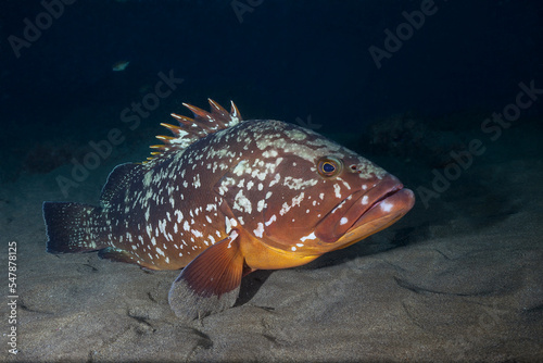 Undersea view of dusky grouper (Epinephelus marginatus)