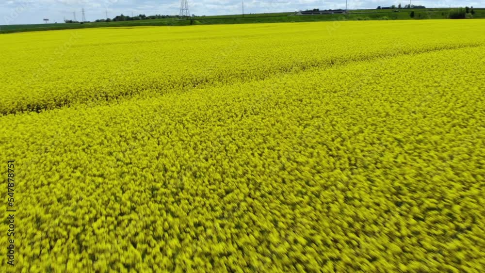 Aerial View Landscape Rapeseed Yellow Canola Field. Field of Blooming Rapeseed Aerial View. Yellow Rapeseed Flowers and Sky With Clouds. Summer Flowers Canola. Mustard Flowers. Spring Landscape. Aerial View Landscape Rapeseed Yellow Canola Field. Field of Blooming Rapeseed Aerial View. Yellow Rapeseed Flowers and Sky With Clouds. Summer Flowers Canola. Mustard Flowers. Spring Landscape.