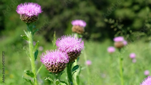 Video of Leuzea carthamoides, known as Maral root or Rhaponticum in subalpine meadow.
