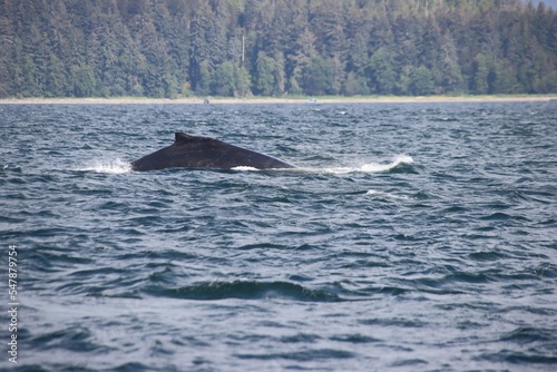 Humpback Whale (Megaptera novaeangliae), Auke Bay near Juneau, Alaska, USA.
