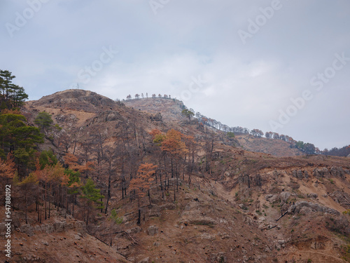 Turkey has been fighting forest fires since 28 July 2021. Forests in Manavgat after the 2021 fire. Works to remove burnt trees from taurus mountains of Antalya region, Turkey after the forest fire