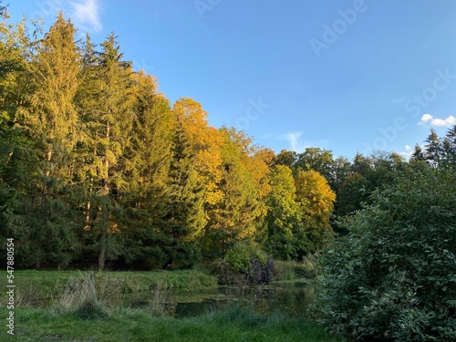 autumn colorful trees and bushes in the park on a sunny day