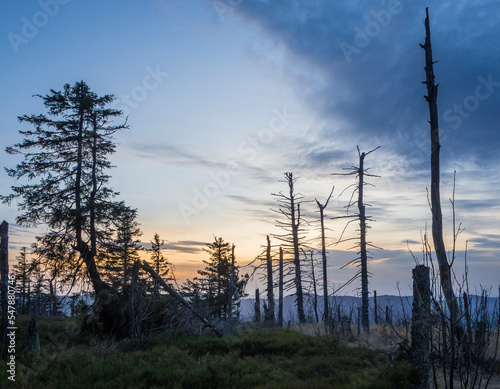 Germany, Bavaria, Bare trees in Bavarian Forest at dusk photo