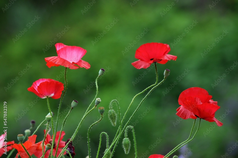 Obraz premium ヒナゲシの花