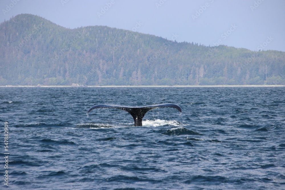 Fototapeta premium Humpback Whale (Megaptera novaeangliae) diving in Auke Bay near Juneau, Alaska, USA.
