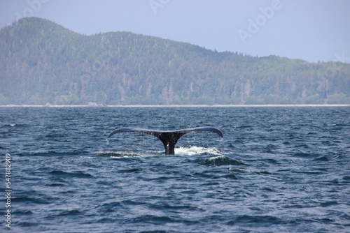 Humpback Whale (Megaptera novaeangliae) diving in Auke Bay near Juneau, Alaska, USA.