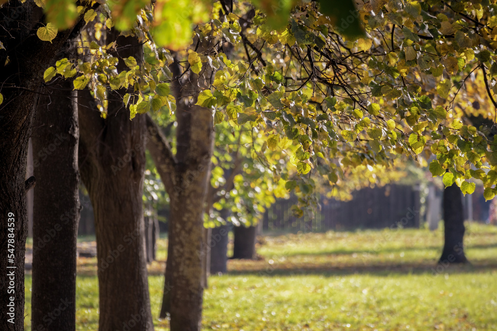 Autumn sunny day with colorful tree leaves and warm green grass Autumn sunny day with colorful tree leaves and warm green grass
