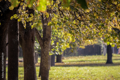 Autumn sunny day with colorful tree leaves and warm green grass