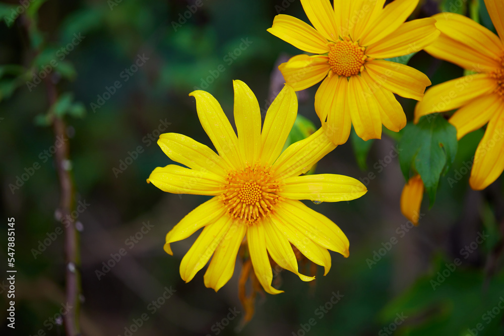 Close-up view of tree marigold flower blooming in the field Close-up view of tree marigold flower blooming in the field