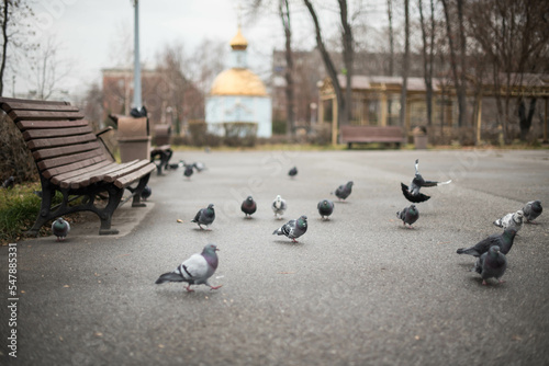 pigeons in the city