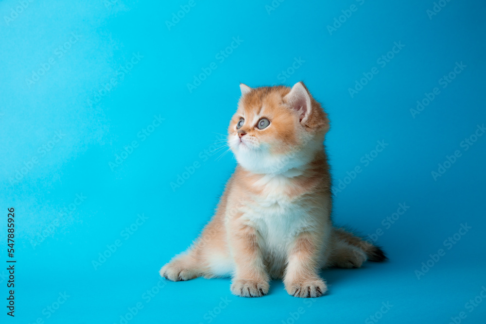 Fototapeta premium cute red kitten on a blue background. A fluffy kitten looks into the camera on a blue background, front view.