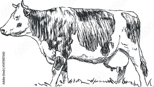 cow - farm animal, hand drawn illustration