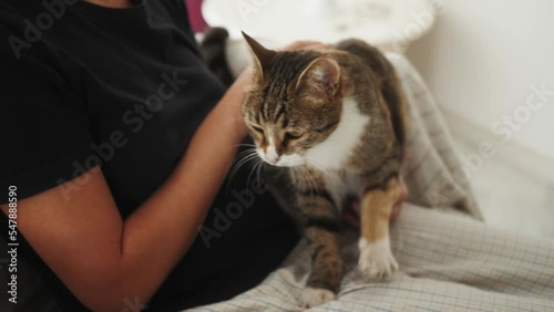 Fluffy cat kneading with paws. By kneading paws on the surface of her owner. Happy domestics animal.