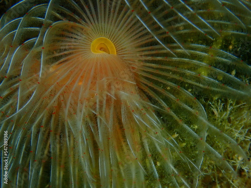 Polychaeta Smooth tubeworm or red-spotted horseshoe (Protula tubularia) close-up undersea, Aegean Sea, Greece, Halkidiki photo