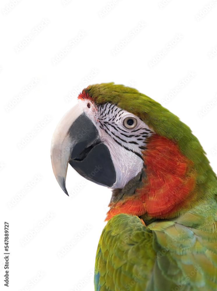 portrait large green macaw, (ara ambigua). isolated on white background