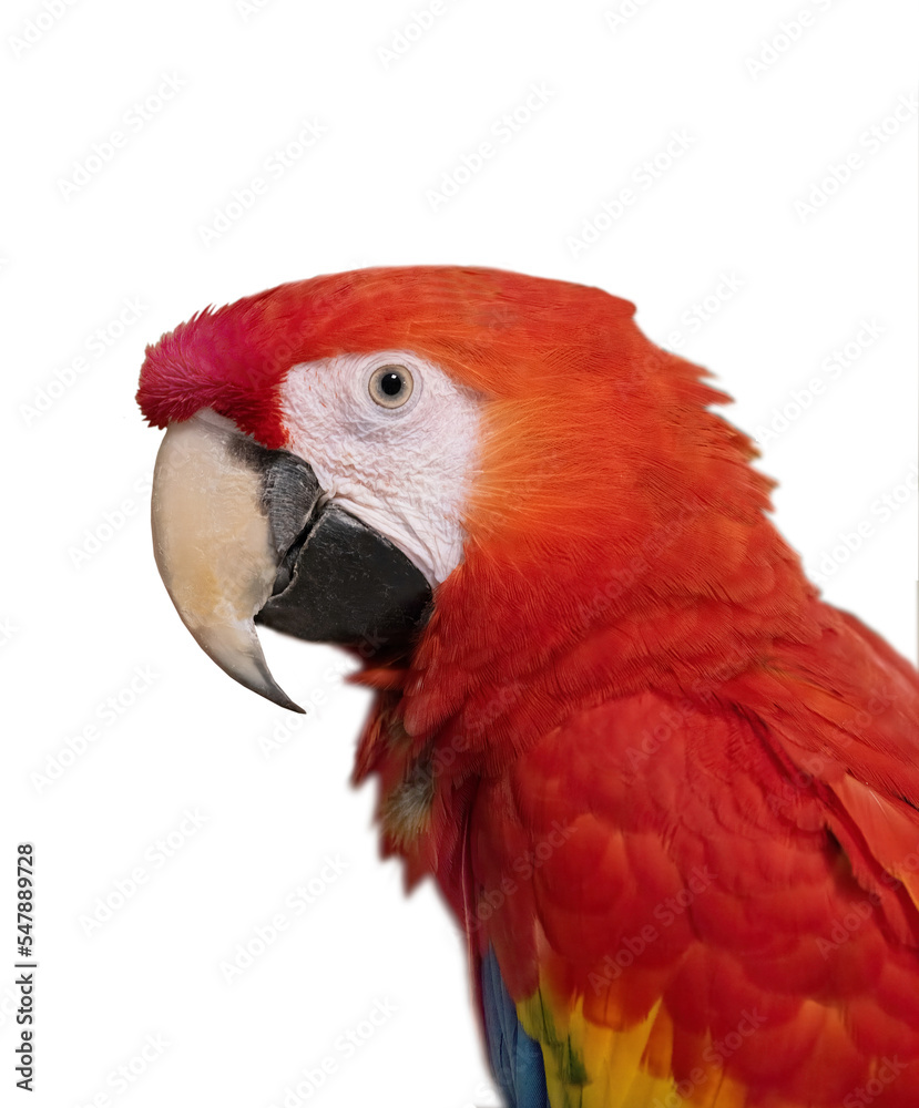 red parrot scarlet macaw, isolated on white background