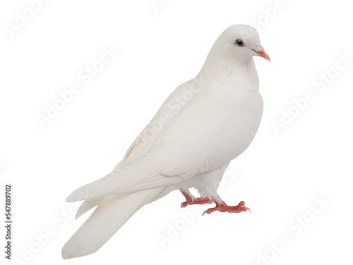 white dove isolated on white background © fotomaster