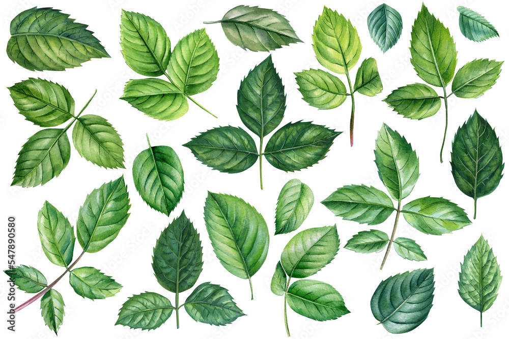 Set leaves of a rose on an isolated white background, watercolor illustration, botanical painting. Green leaf Set leaves of a rose on an isolated white background, watercolor illustration, botanical painting. Green leaf
