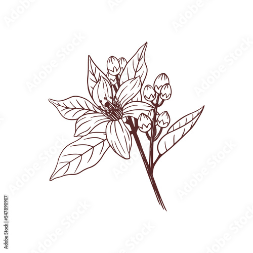 Citrus Neroli flower, hand drawn vector illustration isolated on white background.