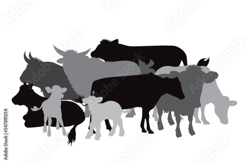 Collection of cows.