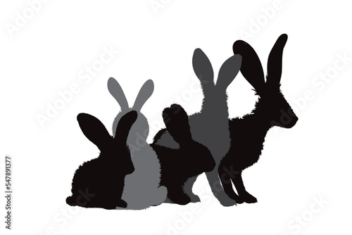 Collection of hares.