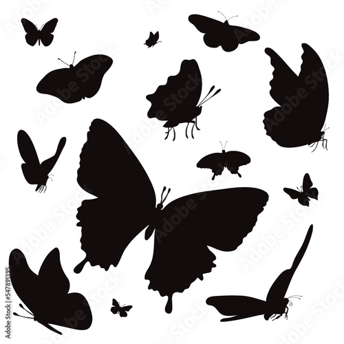 Collection of butterflies.