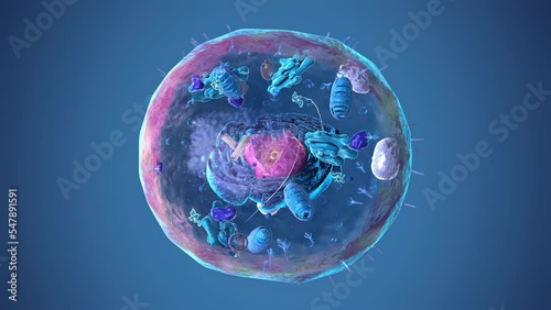 Seamless loop of the components of an eukaryotic cell, nucleus and organelles and plasma membrane - alpha channel photo
