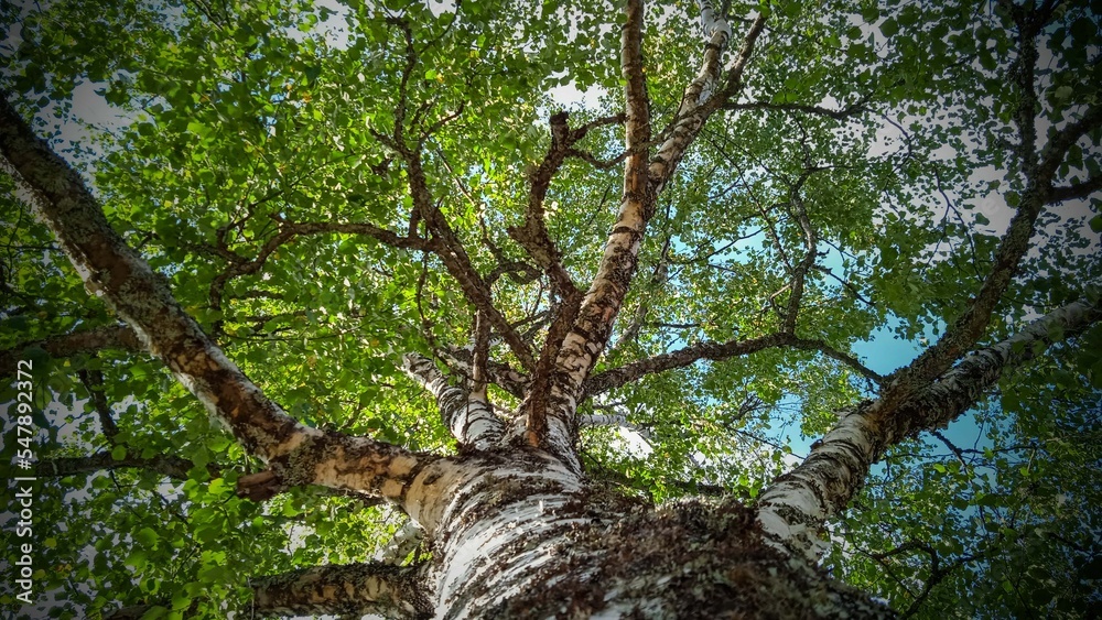 Fototapeta premium Tree bottom view