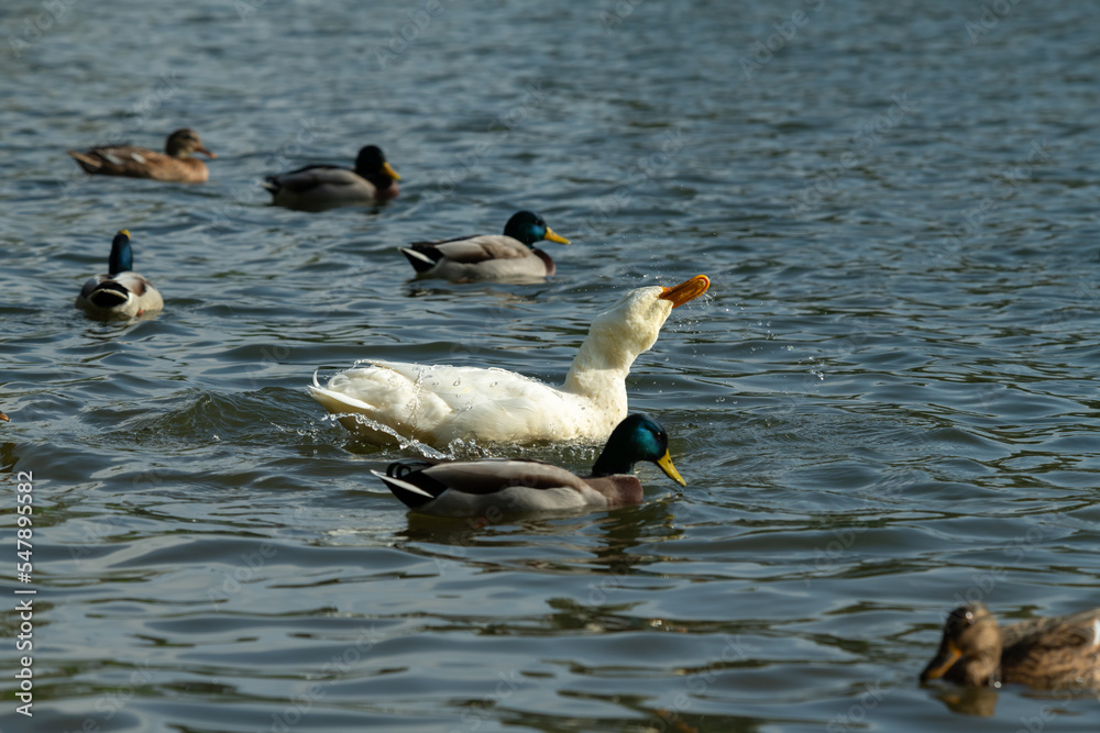 Fototapeta premium Rare wild white duck mutant fighting ducks for food on winter lake, wildlife and survival