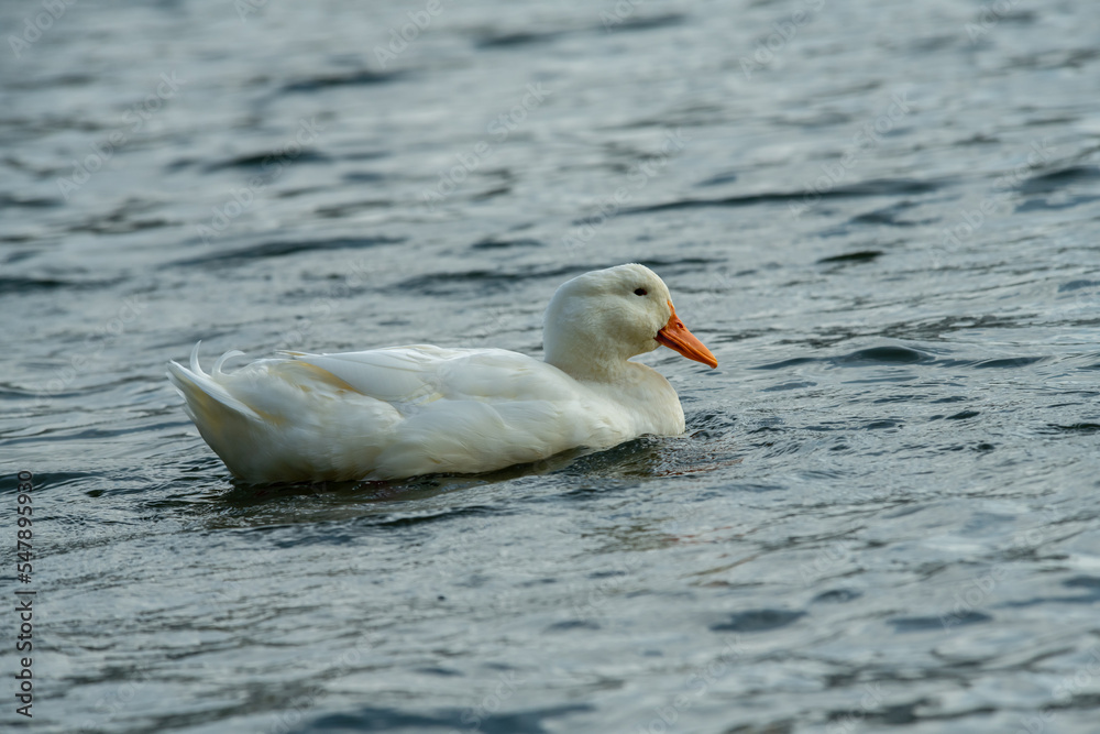Fototapeta premium Rare wild white duck mutant fighting ducks for food on winter lake, wildlife and survival