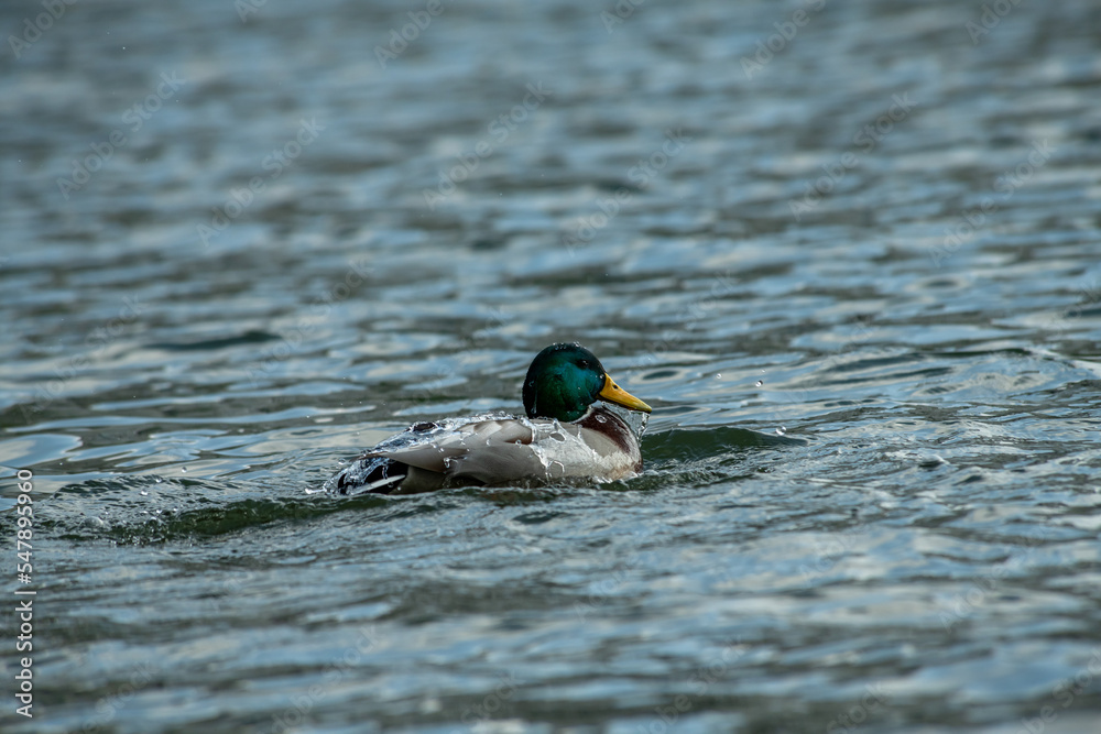 Nice spring birds ducks in lake water with reflections at sunny evening light, wild life and nature Nice spring birds ducks in lake water with reflections at sunny evening light, wild life and nature