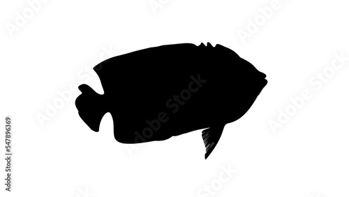 Clarion angelfish silhouette