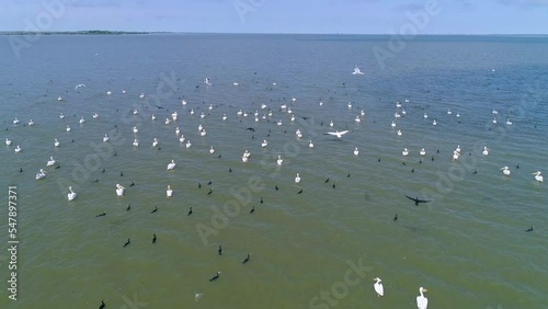 Flight above large flock of pelicans birds. Pelicans flying over the water in the Danube Delta. Large flock of pelicans birds flying over blue lake in natural environment. Great White Pelicans. photo