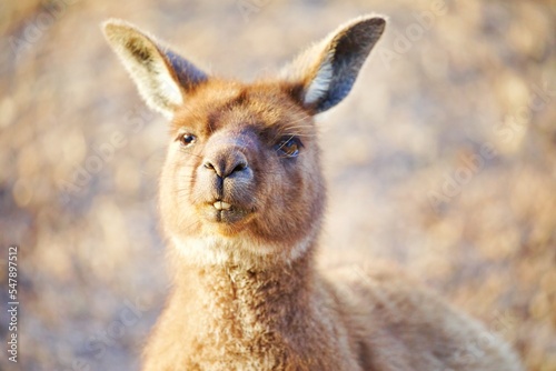 Portrait Känguru